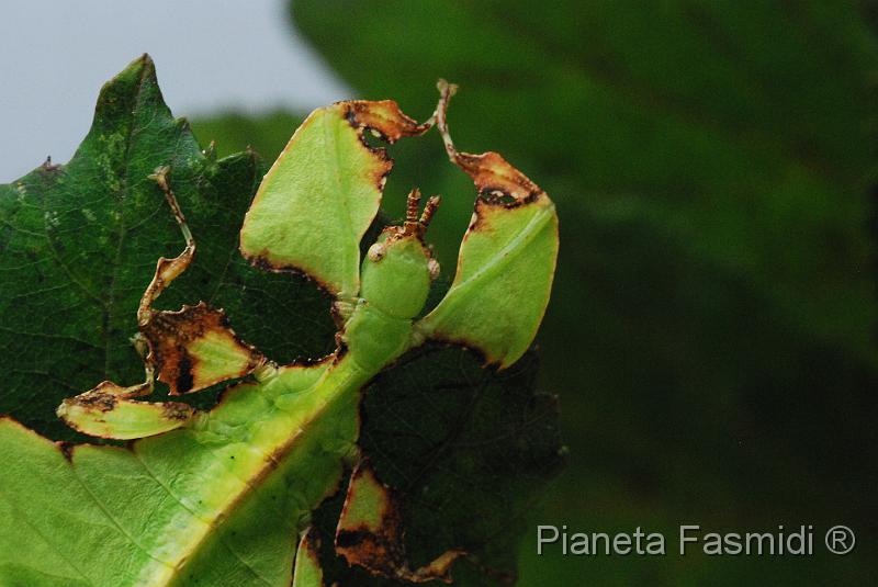 Phyllium giganteum 01.JPG